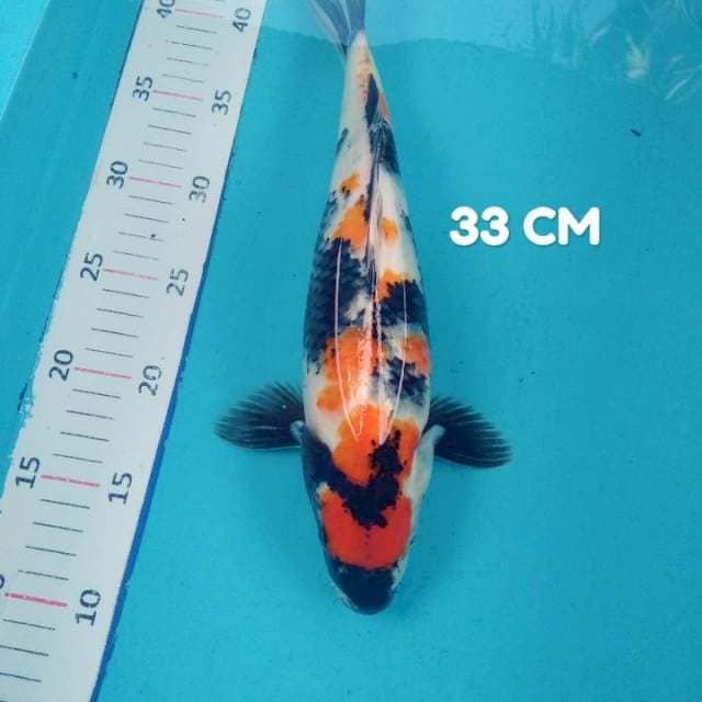 #2. Showa 33 CM