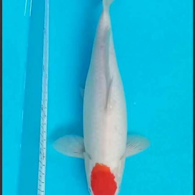 TANCO KOHAKU 