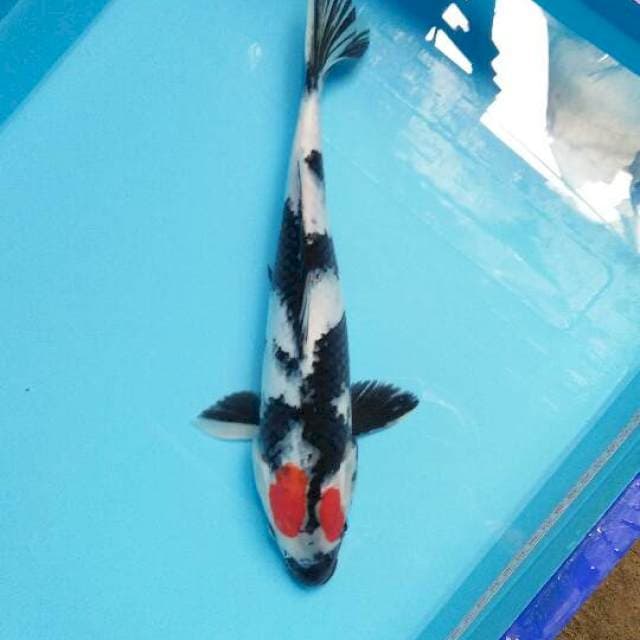 tanchos unique 34cm