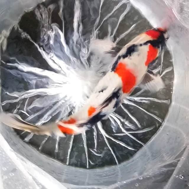 Kindai # 37cm