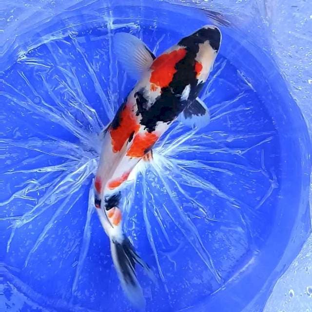 Showa # 31cm