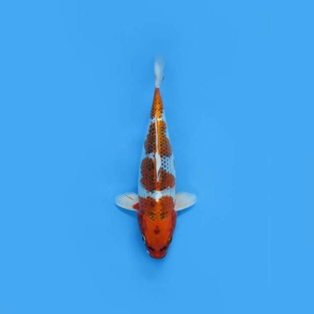 NEAR KOI - 25CM - KUJAKU 4 STEP ?