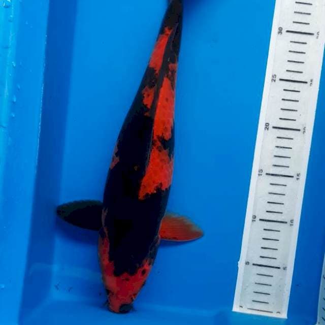 Utsuri 40cm
