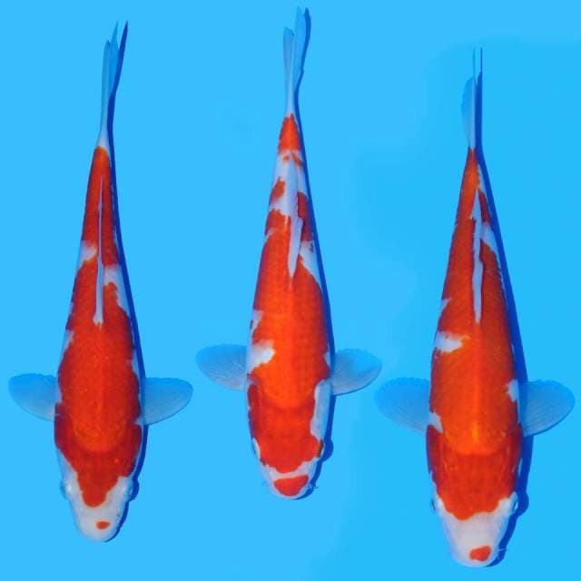 Kohaku Mix 1