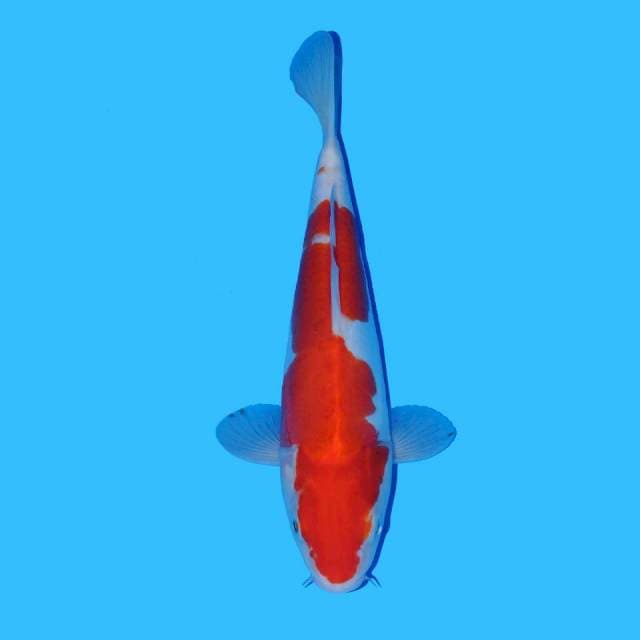 Kohaku
