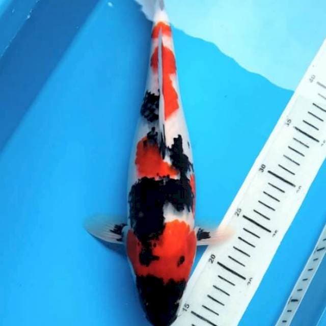 Showa 35cm