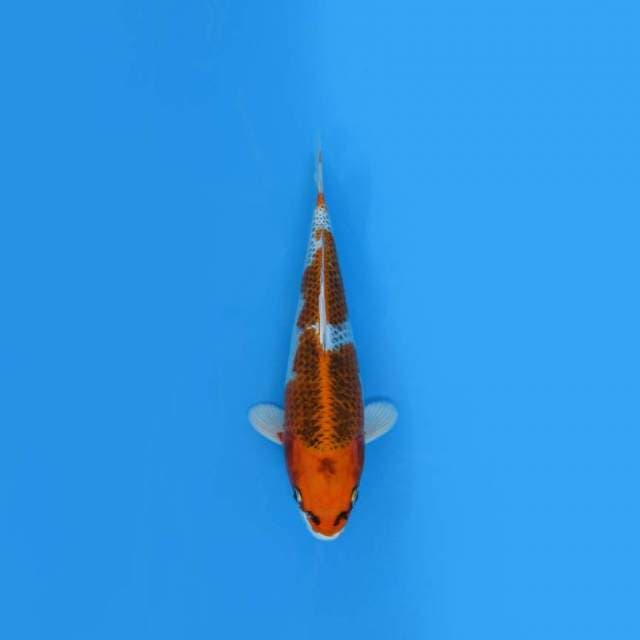 NEAR KOI - 25CM - KUJAKU