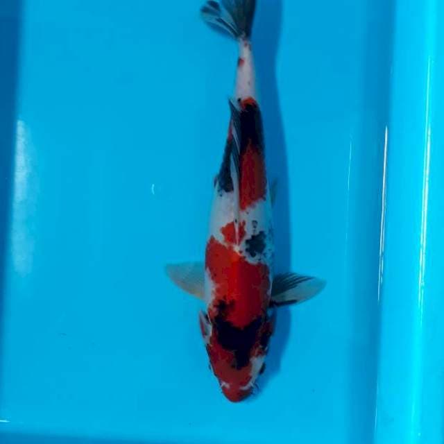 Showa 32cm