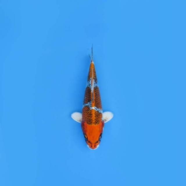 NEAR KOI - 23CM - KUJAKU 3 STEP ?
