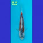 SHUSUI F1 KONISHI 80 BU (SP 10)