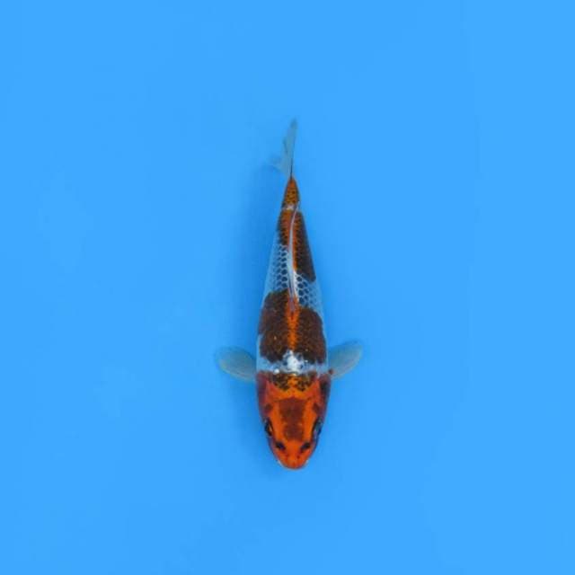 NEAR KOI - 23CM - KUJAKU 