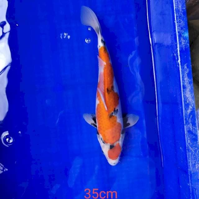 Showa35cm