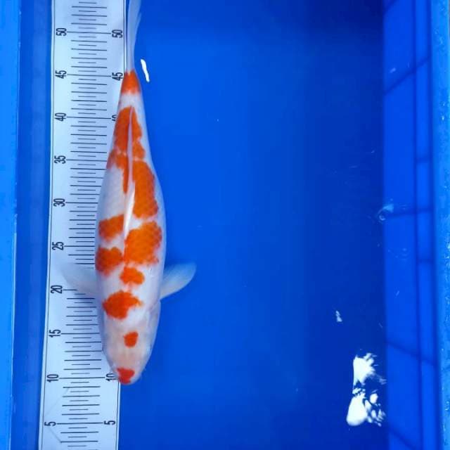 Kohaku hamil muda