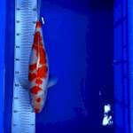 Kohaku hamil muda