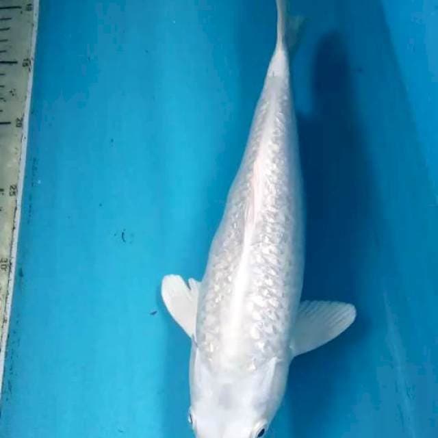 Platinum Ginrin 30cm