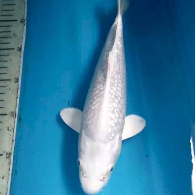 Platinum Ginrin 28cm