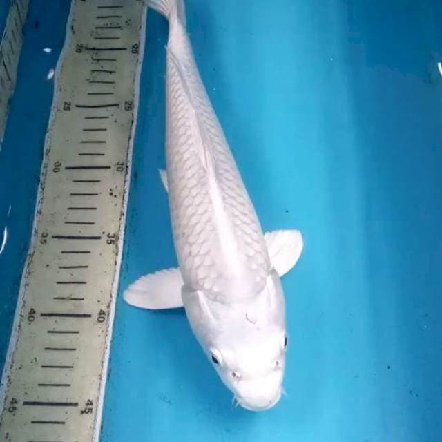 Platinum 31cm