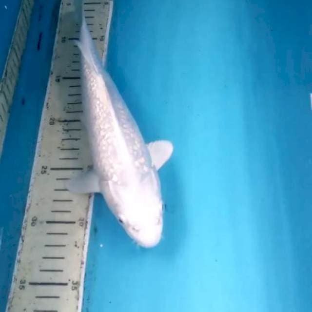Platinum Ginrin 28cm