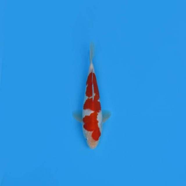 NEAR KOI - 24CM - KOHAKU ?