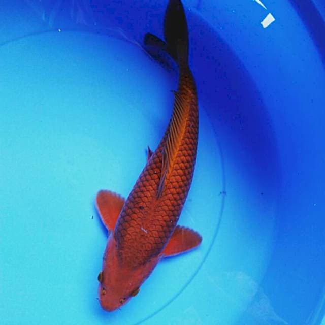 Tembaga 35cm male