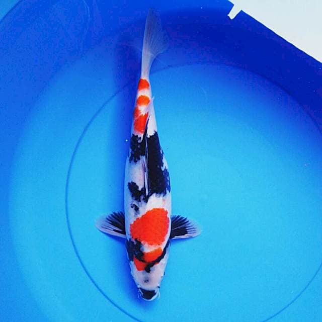 Beauty showa 34cm