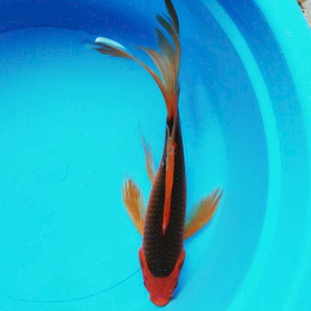 Kumpay matsuba 30cm