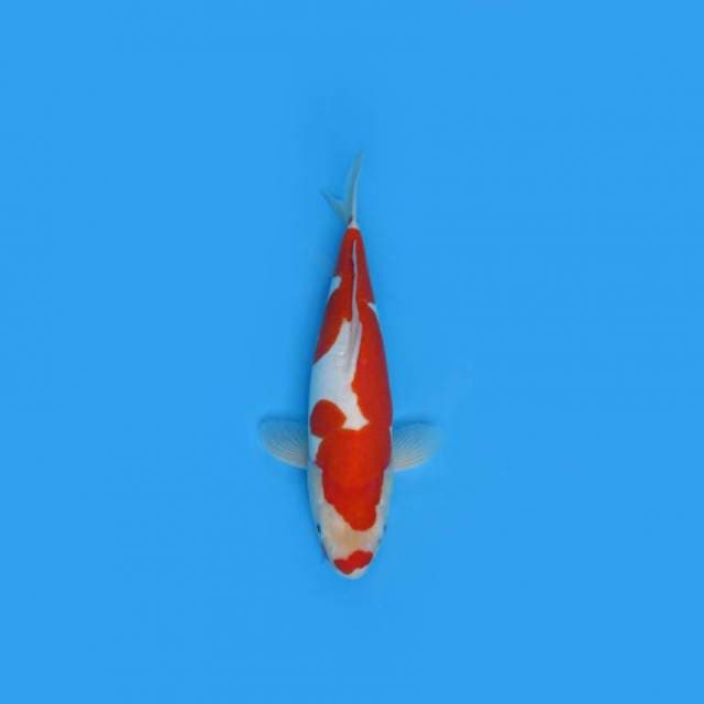 NEAR KOI - 39CM - KUCHIBENI KOHAKU DOITSU ?