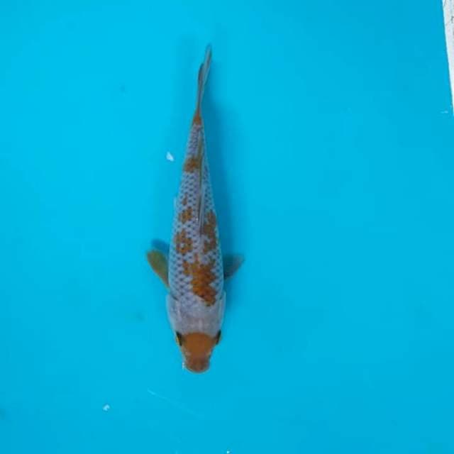 Uchiba
