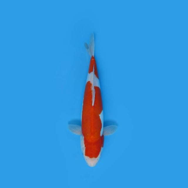 NEAR KOI - 40CM - KOHAKU ?