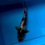 Showa, 32cm. Female