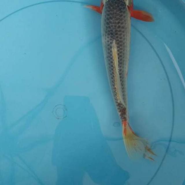 Asagi 25 bu
