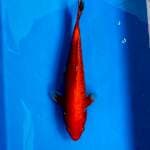 BENIGOI TEMBUS PERUT 35CM MALE