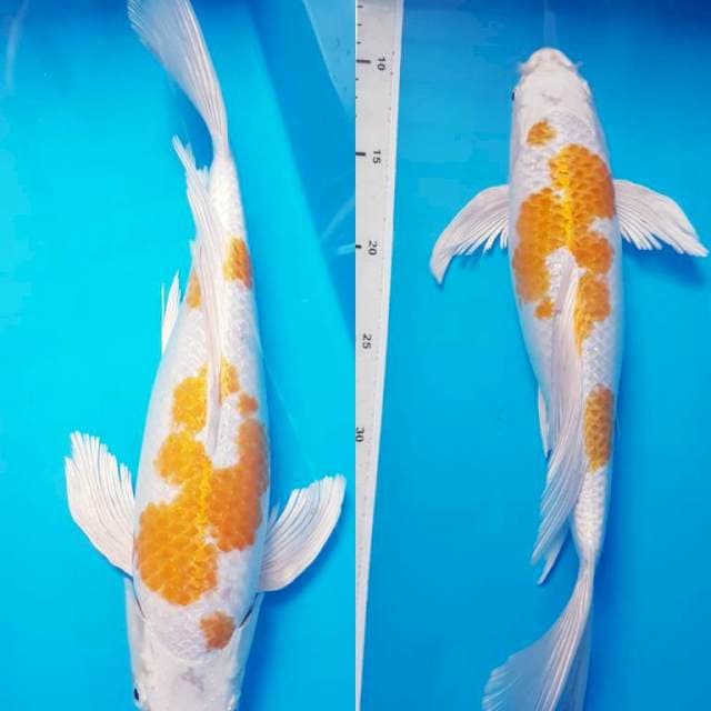 ANEKA 1 ~ Hariwake kumpay 37cm