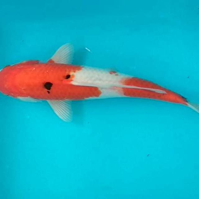 Kohaku 28 cm