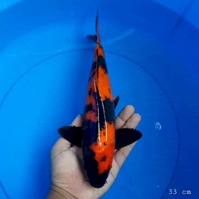 Hi utsuri 33 cm