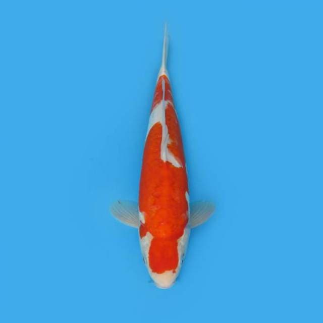 NEAR KOI - 46CM - KOHAKU DOITSU ??