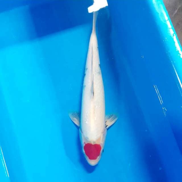 Tancho sanke 36 cm male