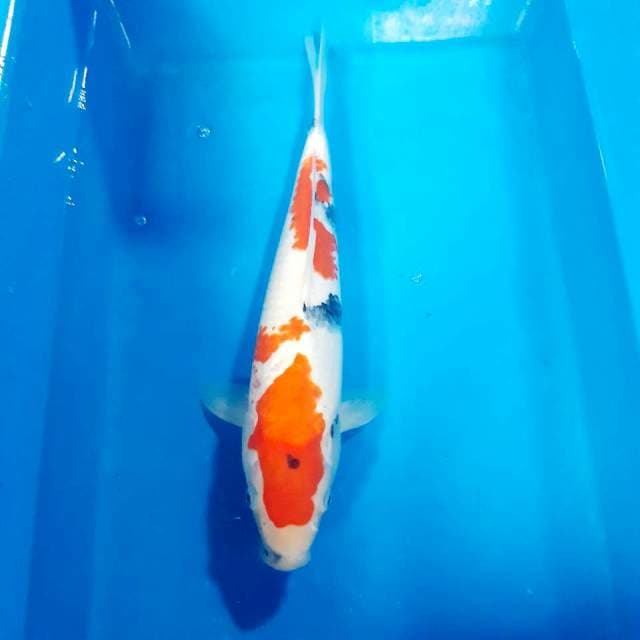 Showa 35cm