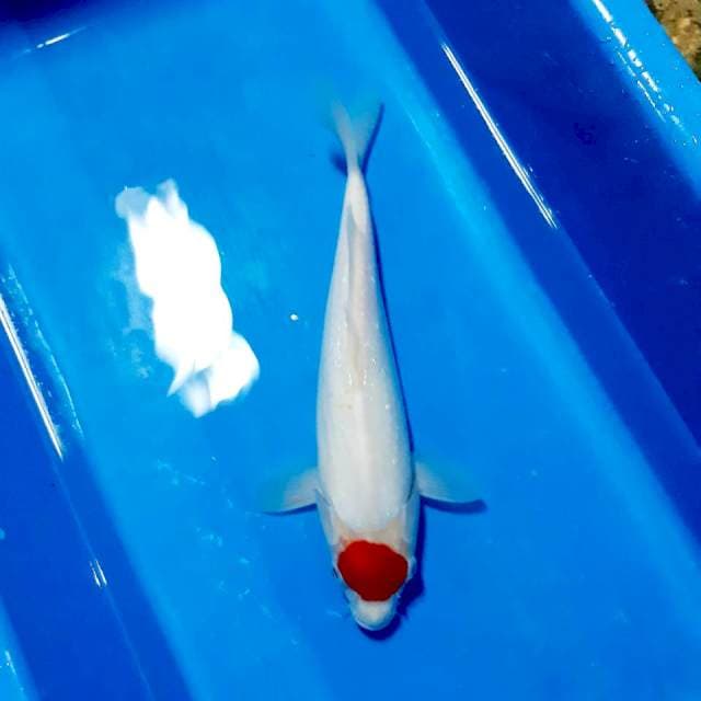 Tancho 32cm