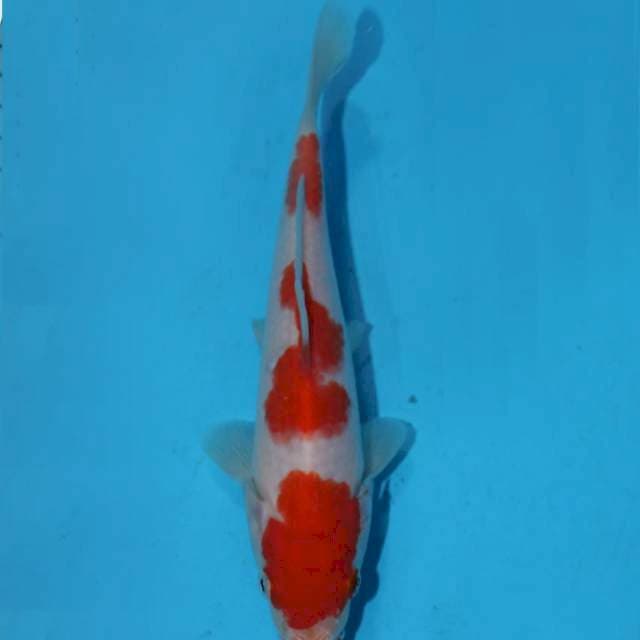 Kohaku patern unik skin white