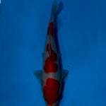 Kohaku patern unik skin white