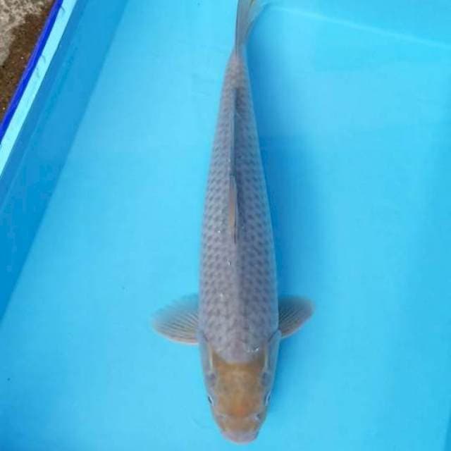 SORAGOI 43 CM