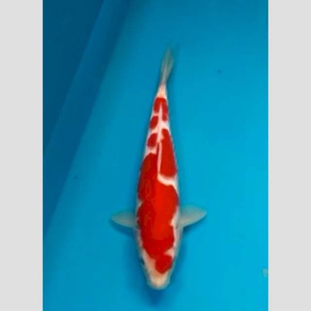 kohaku original merah strong