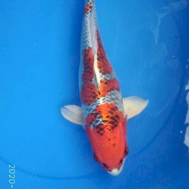 KUJAKU RED