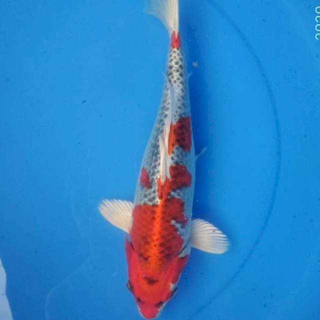 KUJAKU RED