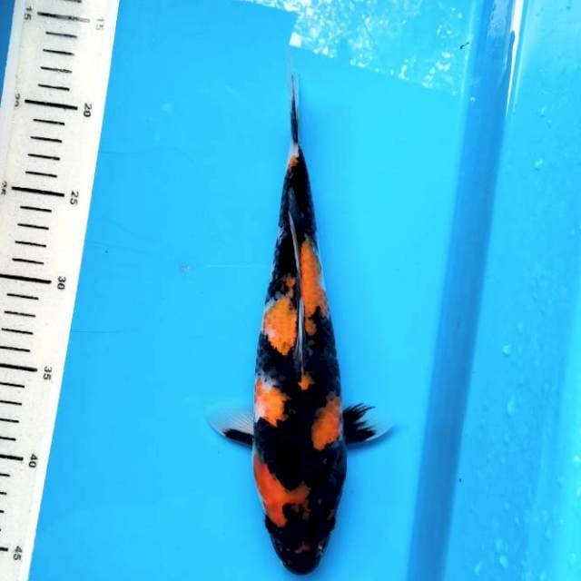 27cm Showa sanshoku /M