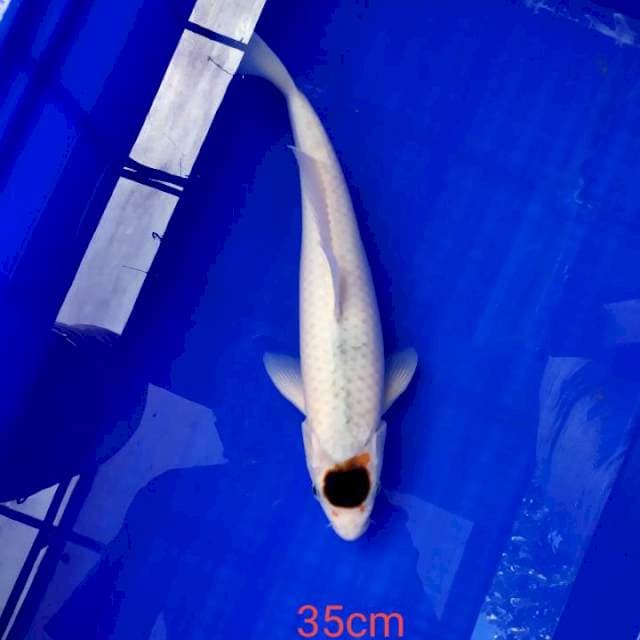 Tanco koromo 35cm