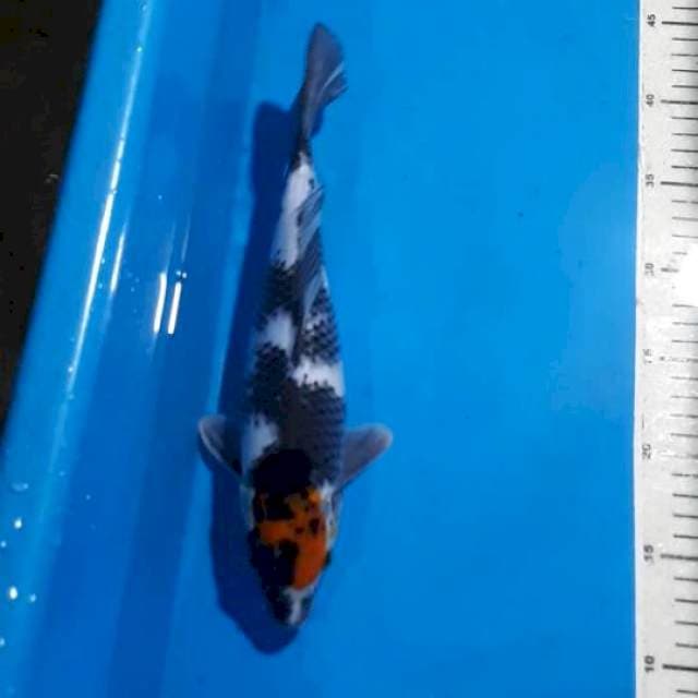 TANCHO SHOWA 31 CM