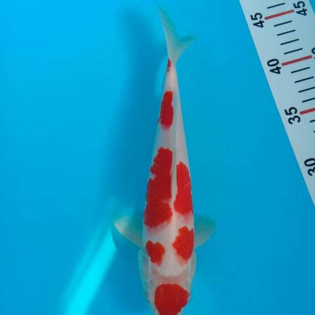 Kohaku 