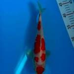 Kohaku 